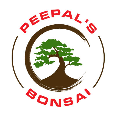 peepals-bonsai